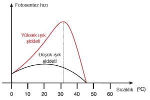 Grafik 2.2 Işığın şiddetinin ve sıcaklığının fotosentez hızına etkisi