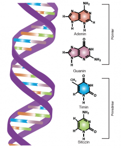 Görsel 1.10: DNA’da bulunan organik bazlar
