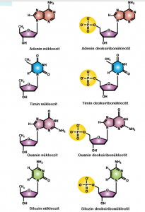 Görsel 1.12: DNA’da bulunan nükleozit ve nükleotit çeşitleri