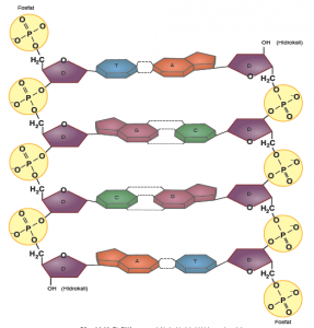 Görsel 1.14: Bir DNA parçasındaki zincirlerinin birbirine antiparalel yapısı