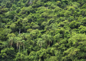 Görsel 1.157 Ekvatoral yağmur ormanları
