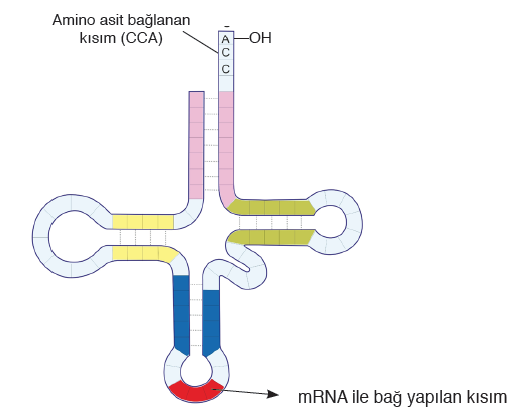 Görsel 1.16: tRNA’nın yapısı