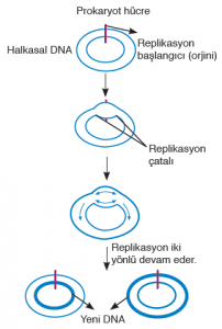 Görsel 1.20 Prokaryot hücrelerde replikasyon orjini ve replikasyon çatalı