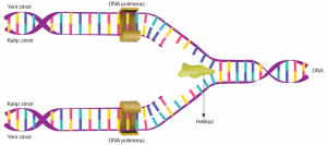 Görsel 1.22 Ökaryot hücrelerde DNA’nın kendini eşlemesi