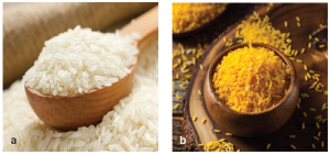 Görsel 1.32 a) Beta karoten geni bulundurmayan pirinç, b) Betakaroten geni aktarılmış altın pirinç