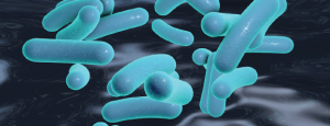 Görsel 1.33 Escherichia coli bakterisi