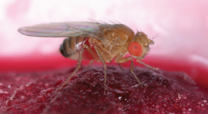 Görsel 1.34 Drosophila melanogaster (meyve sineği)