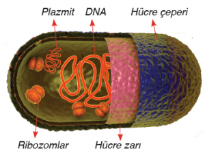 Görsel 1.38 Bakterinin yapısı