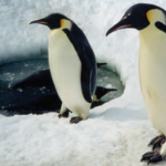 Kutuplarda yaşayan imparator penguenler
