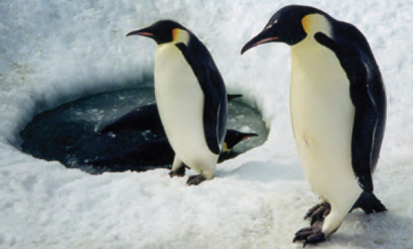 Kutuplarda yaşayan imparator penguenler