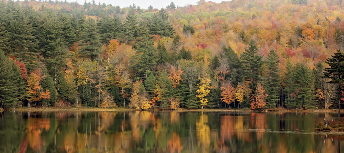 Görsel 1.57 Karışık yapraklı ormanlar (Vermont-ABD)