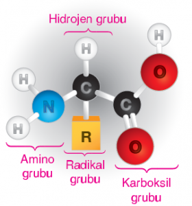 Görsel 1.68 Amino asitin yapısı