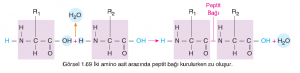 Görsel 1.69 İki amino asit arasında peptit bağı kurulurken su oluşur.