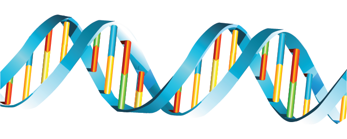 Görsel 1.7: DNA çift sarmalı