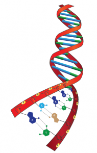 Görsel 1.97 DNA molekülünün üç boyutlu yapısı