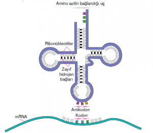 Görsel 1.98 mRNA ile bağlantı kurmuş bir tRNA