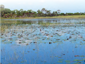 Görsel 2.14 Bataklık alanları ekolojik denge için önemli olsa da yerleşmeleri sınırlayan bir faktördür (Florida-ABD).
