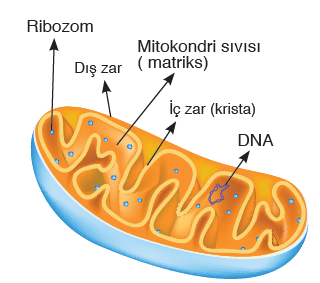Görsel 2.17 Mitokondrinin yapısı