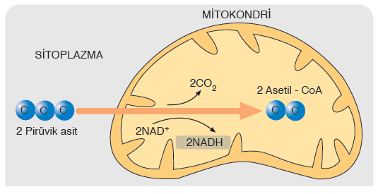 Görsel 2.20 Pirüvik asidin mitokondride asetil - CoA’ya dönüşümü