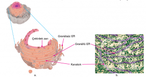 Görsel 2.23. a. Endoplazmik retikulumun şekli b.Endoplazmik retikulumun 3000 kez büyütülmüş elektron mikroskop görüntüsü