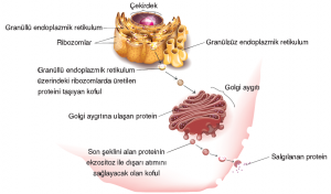 Görsel 2.25. Protein üretimi ve hücre dışına salgılanması
