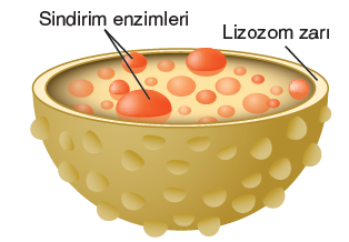 Görsel 2.26 Lizozom organeli, gelişmiş bitki hücrelerinde bulunmaz.