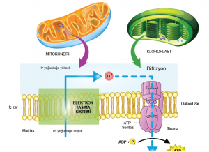 Görsel 2.27 Mitokondri ve kloroplastta elektron taşıma sistemi