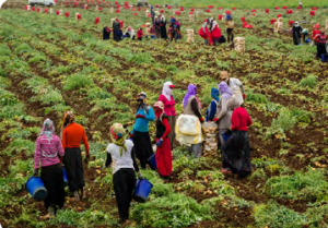 Görsel 2.31 Mevsimlik tarım işçileri