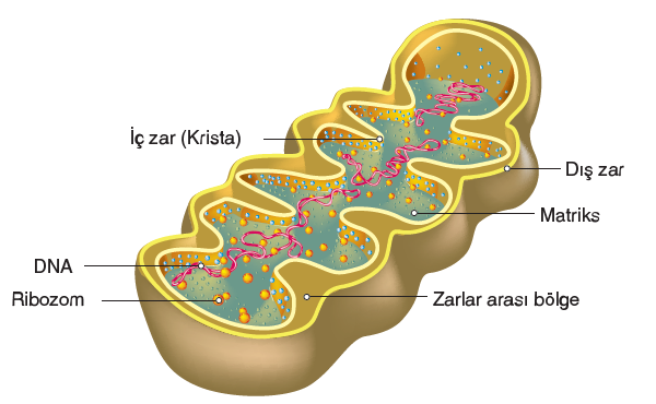 Görsel 2.32 Mitokondri, sadece ökaryot hücrelerde bulunur.