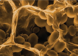 Görsel 2.35 Patates hücrelerindeki lökoplastın elektron mikroskobunda 35.000 kez büyütülmüş görüntüsü