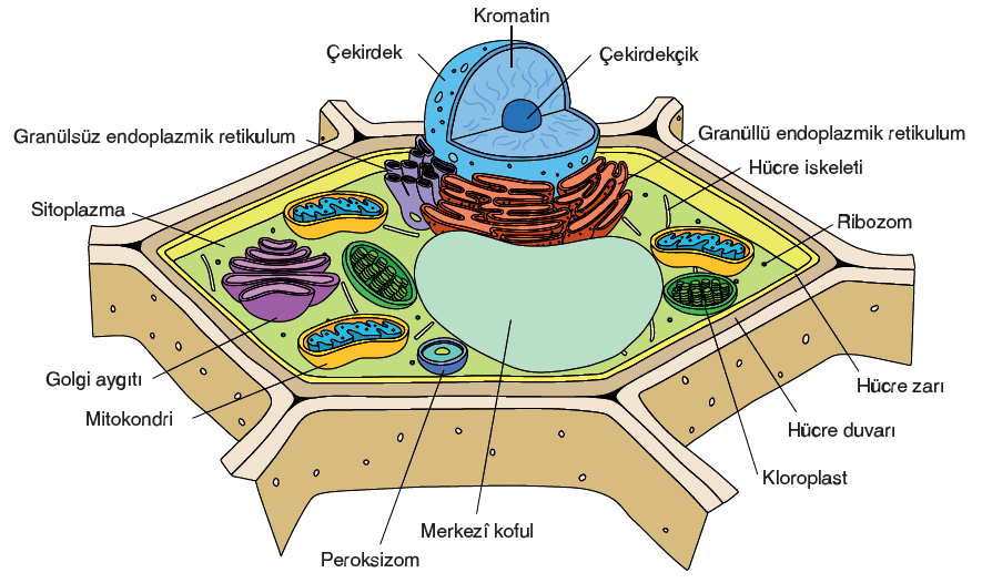 Görsel 2.40 Bitki hücresinin yapısı