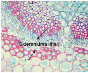 Görsel 3.10 Yasemin bitkisinin kök enine kesitinde sklerenkima lifleri (1000 μm)