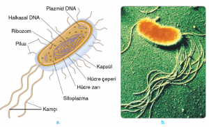 Görsel 3.10. a. Bakteri hücresi. b. Bakterinin elektron mikroskobundaki görüntüsü