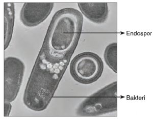 Görsel 3.11 Bakteri endosporunun elektron mikroskobundaki görüntüsü