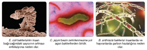 Görsel 3.13 Hastalık yapan bazı bakteri örnekleri
