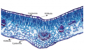 Görsel 3.16 Yasemin bitkisinin, yaprak enine kesitinde epidermis hücreleri (1000 μm)