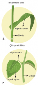 Görsel 3.30 a) Tek çenekli, b) Çift çenekli bitkilerde yaprak kısımları