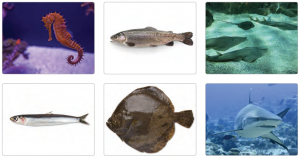 Görsel 3.49 Balık türleri