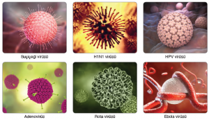 Görsel 3.61 Virüs çeşitleri