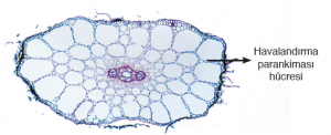 Görsel 3.7 Elodea canadensis (Elodea kanadensis) bitkisinde havalandırma parankiması (100 μm)