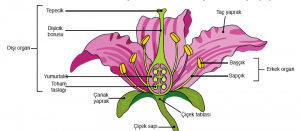 Görsel 3.73 Kapalı tohumlu bitkilerde çiçeğin yapısı