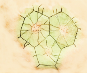 Görsel 3.9 Mum çiçeğinin gövde enine kesitinde taş hücreleri (100 μm)