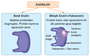 enzimler