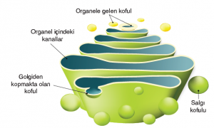 Şekil 2.24 Hücre dışına salgılanacak moleküllere son şeklini veren Golgi aygıtı