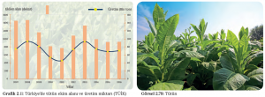 Grafik 2.11 Türkiye’de tütün ekim alanı ve üretim miktarı (TÜİK) - Görsel 2.79 Tütün