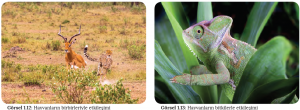 Görsel 1.12 Hayvanların birbirleriyle etkileşimi - Görsel 1.13 Hayvanların bitkilerle etkileşimi