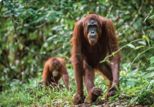 Görsel 1.14 Orangutan (yağmur ormanları biyomu)
