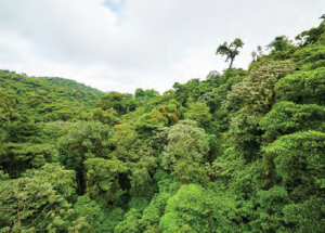 Görsel 1.2 Yağmur ormanları (Kosta Rika)