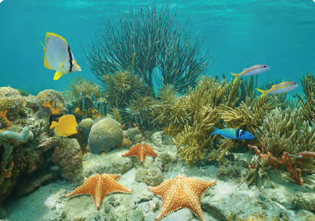 Görsel 1.31 Deniz ekosistemleri