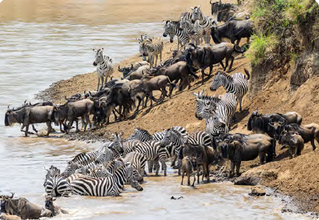 Görsel 1.4 Savan iklim bölgesinde hayvanların göçü (Kenya)